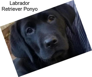 Labrador Retriever Ponyo