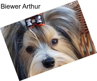 Biewer Arthur