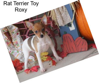 Rat Terrier Toy Roxy