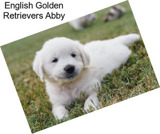 English Golden Retrievers Abby