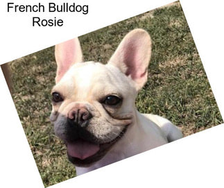 French Bulldog Rosie