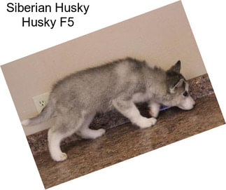 Siberian Husky Husky F5