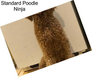 Standard Poodle Ninja