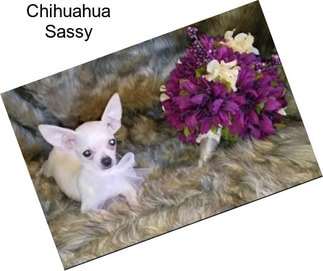 Chihuahua Sassy