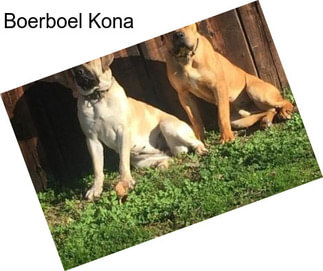 Boerboel Kona