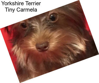 Yorkshire Terrier Tiny Carmela