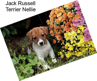 Jack Russell Terrier Nellie