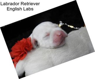 Labrador Retriever English Labs
