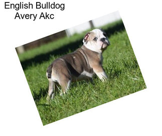 English Bulldog Avery Akc