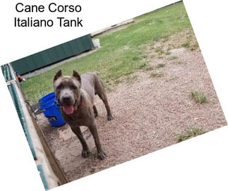 Cane Corso Italiano Tank