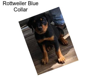 Rottweiler Blue Collar
