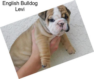 English Bulldog Levi