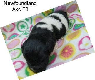 Newfoundland Akc F3