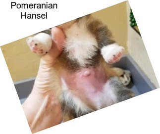 Pomeranian Hansel