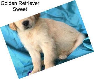 Golden Retriever Sweet