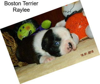 Boston Terrier Raylee