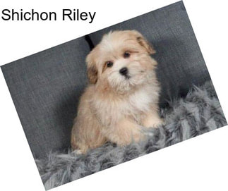 Shichon Riley