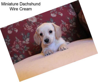 Miniature Dachshund Wire Cream