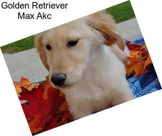 Golden Retriever Max Akc