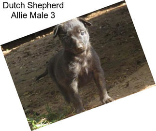 Dutch Shepherd Allie Male 3