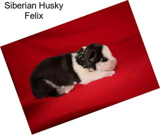 Siberian Husky Felix