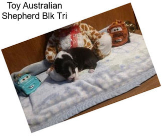 Toy Australian Shepherd Blk Tri