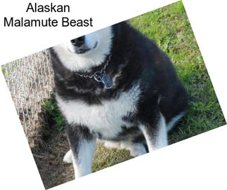 Alaskan Malamute Beast