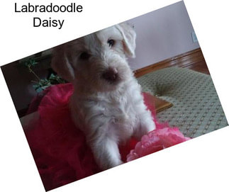 Labradoodle Daisy