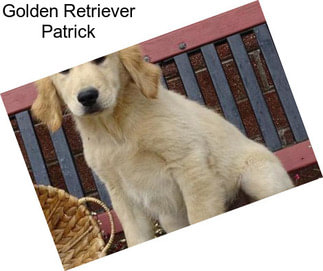 Golden Retriever Patrick