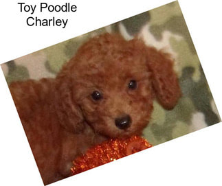 Toy Poodle Charley