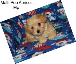 Malti Poo Apricot Mp