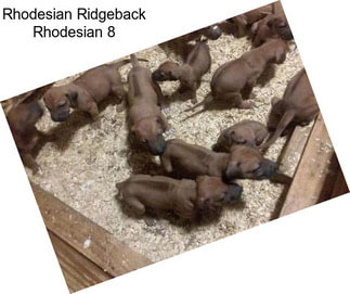 Rhodesian Ridgeback Rhodesian 8