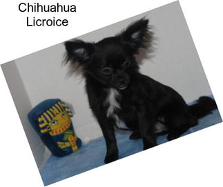 Chihuahua Licroice