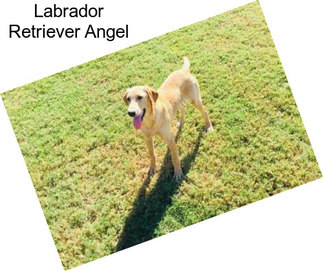 Labrador Retriever Angel