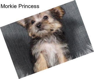 Morkie Princess