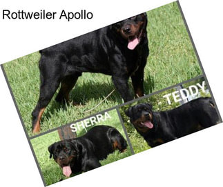 Rottweiler Apollo