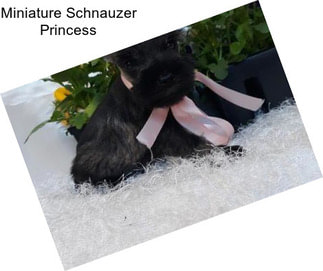 Miniature Schnauzer Princess