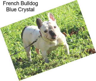 French Bulldog Blue Crystal