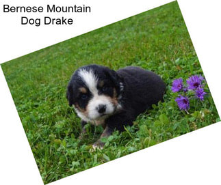 Bernese Mountain Dog Drake