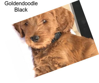Goldendoodle Black
