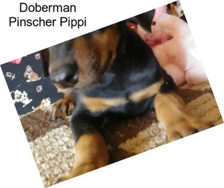 Doberman Pinscher Pippi