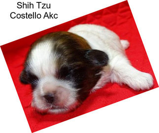 Shih Tzu Costello Akc