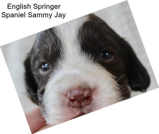 English Springer Spaniel Sammy Jay