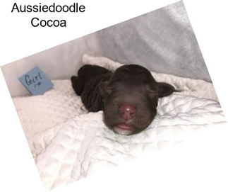 Aussiedoodle Cocoa