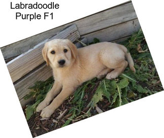 Labradoodle Purple F1