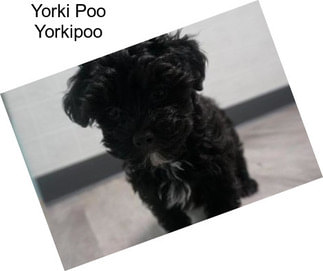 Yorki Poo Yorkipoo