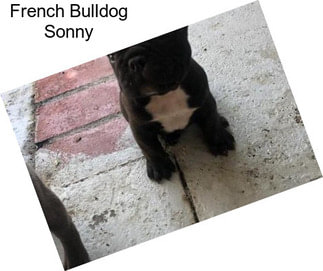 French Bulldog Sonny