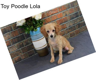 Toy Poodle Lola