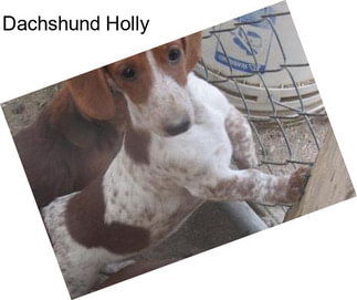 Dachshund Holly