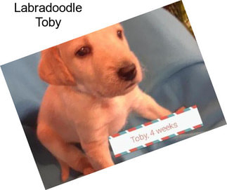 Labradoodle Toby